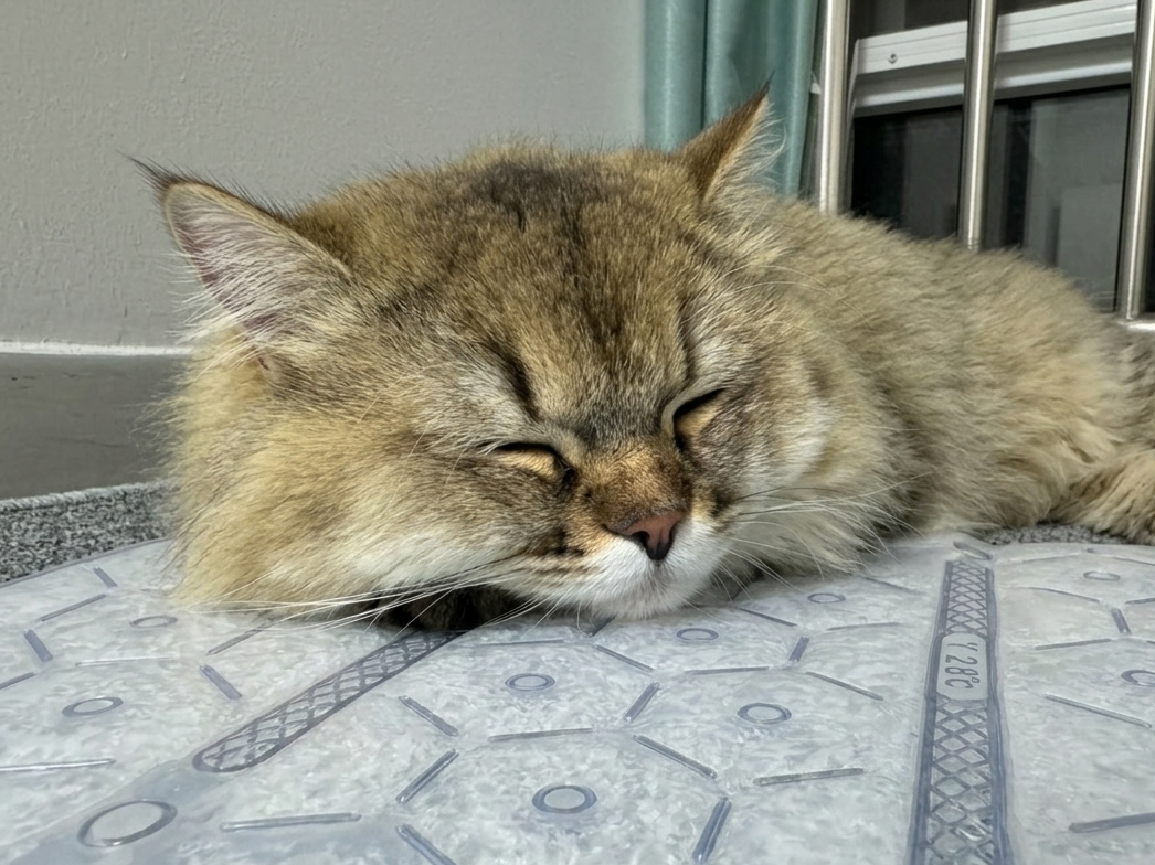 ワンちゃん・ネコちゃんの暑さ対策に