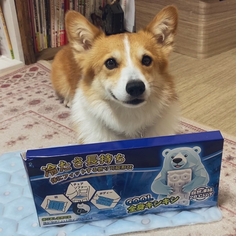 ワンちゃん・ネコちゃんの暑さ対策に